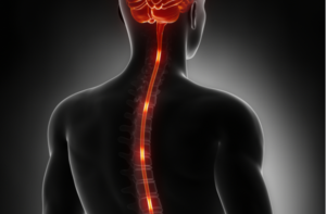 Spinal cord nerve energy impulses into brain